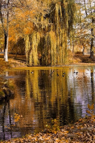 Ptaki W Parku Manor House Spa
